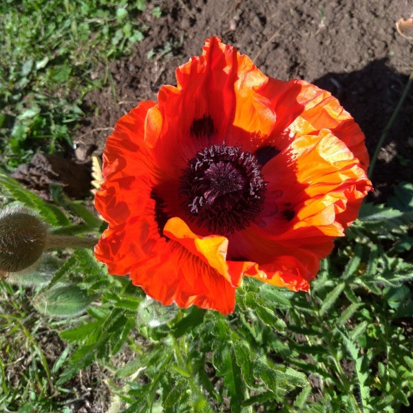 Amapola Oriental - Amapola Oriental Anaranjada