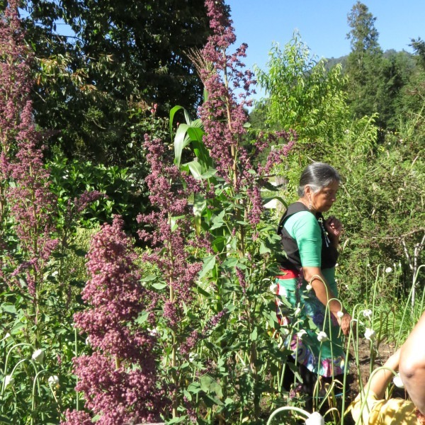 Kinwa Morada de Rupumeica - Kinwa Morada De Rupumeica