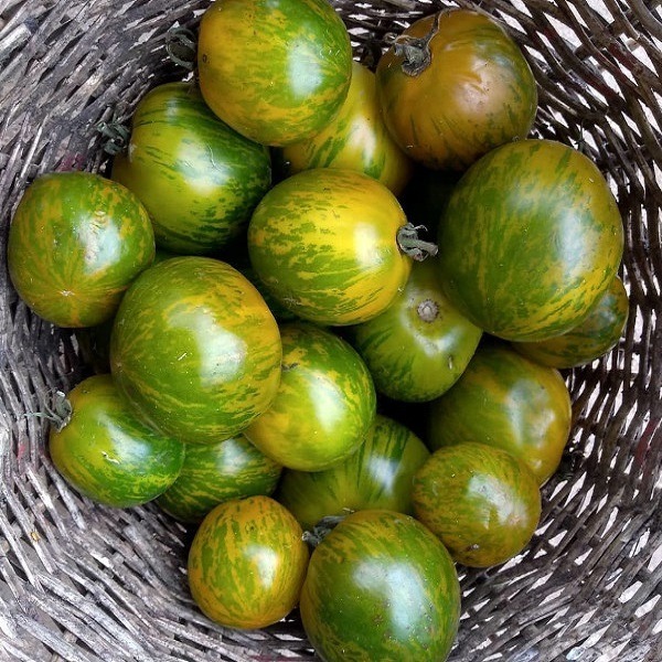 Tomate Verde Zebra - Tomate Zebra Verde
