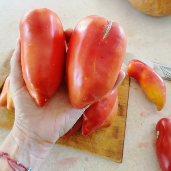 Tomate Cuerno De Los Andes - Tomate Cuerno De Los Andes