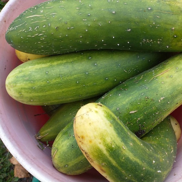 Pepino - Pepino Marqueter