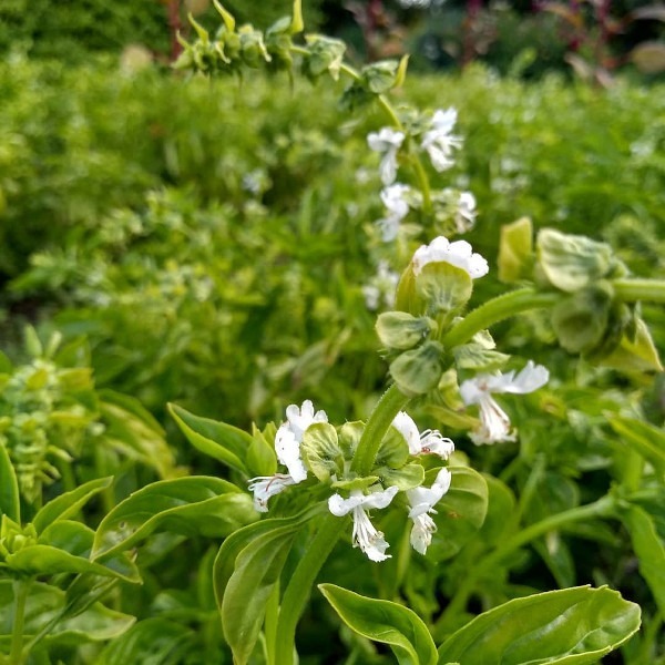 Albahaca - Albahaca