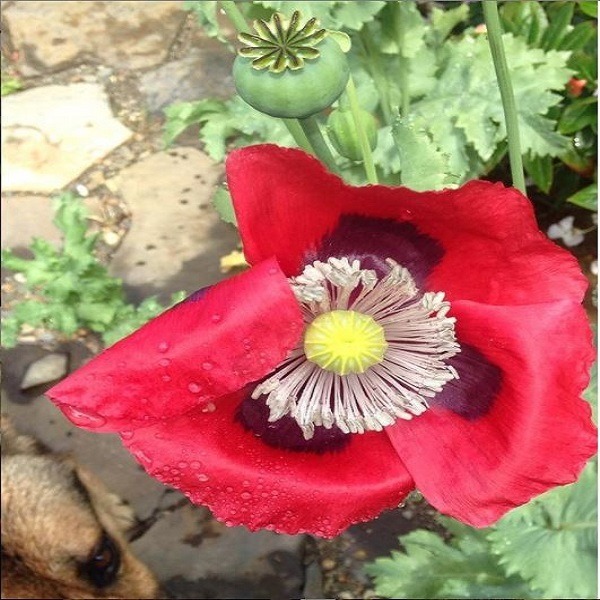 Amapola Roja - Amapola Roja