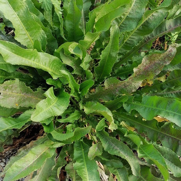 Acedera Hoja Larga - Rumex, Acedera De Hoja Larga