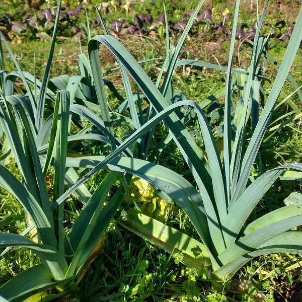 Puerro - Puerro