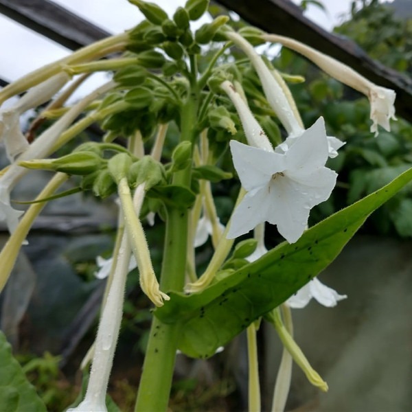 Tabaco Flor Blanca - Tabaco Flor Blanca