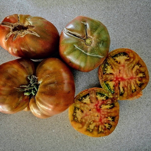 Tomate Piña Negro - Tomate Piña Negro