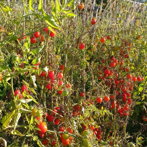 Tomate Cherry Globito - Tomate Cherry