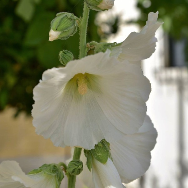 Malva Real Blanca - Malva Real Blanca