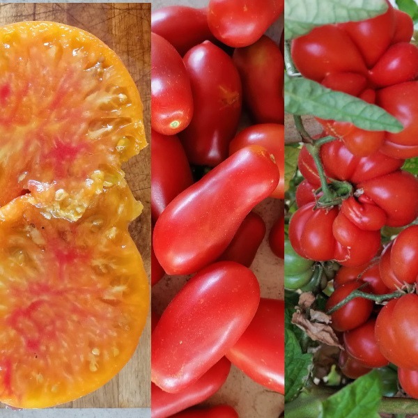 Tomate Mix - Tomate Mix 2
