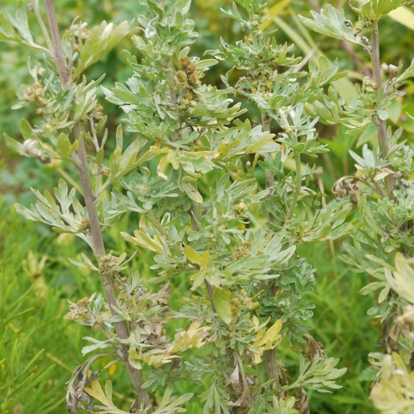 Ajenjo - Ajenjo