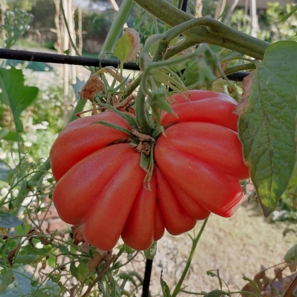 Tomate Zapoteca - Tomate Zapoteca