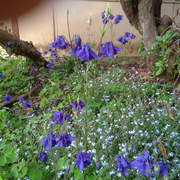 Aquilegia Morada - Aquilegia Morada