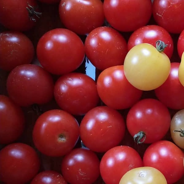 Tomate Miel De México - Tomate Miel De México