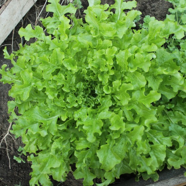 Lechuga Diente De León - Lechuga Diente De León