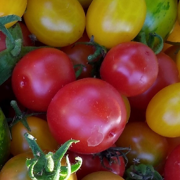 Tomate Rojo Chico - Tomate Rojo Chico
