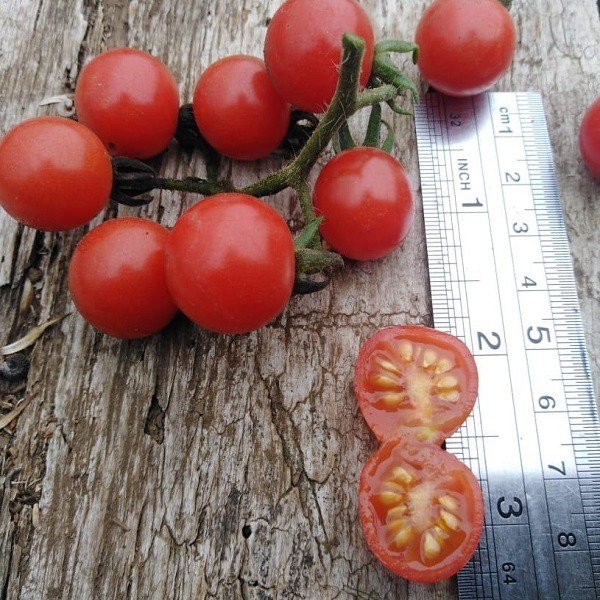 Tomate Cherry Coyol - Tomate Cherry Coyol