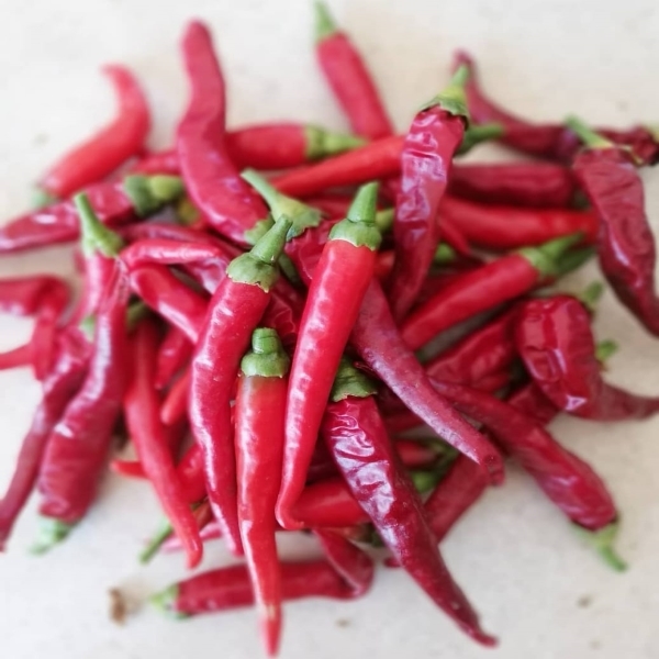 Ají Musa Madre - aji Musa Madre (ex putamadre) 600x600.jpg