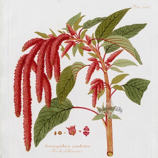 Amaranto Enano (Kiwicha) - KIWI-SH-20.jpg