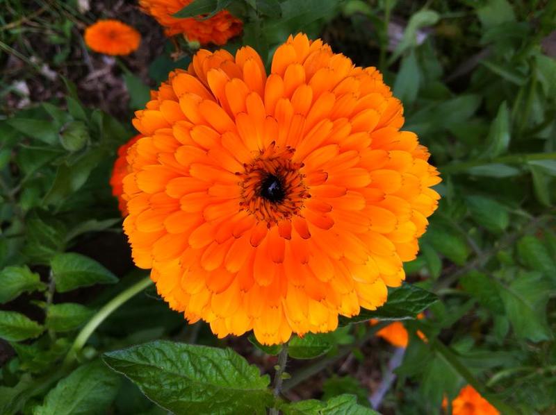 Caléndula - CALENDULA(1).jpg