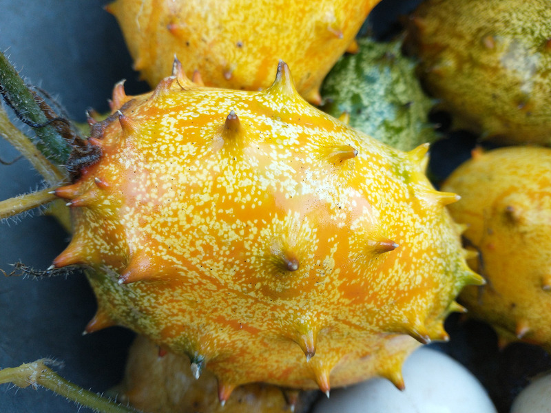 Kiwano - Copia de IMG_20220429_172443135.jpg