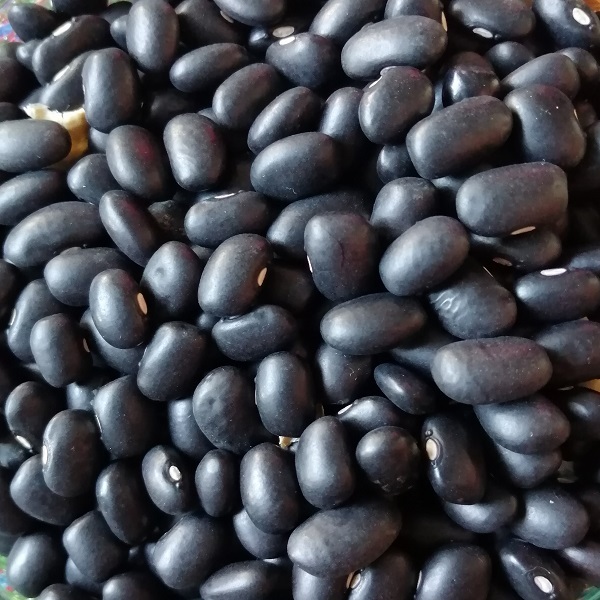 Poroto Negro - PONE-PC-20.jpg