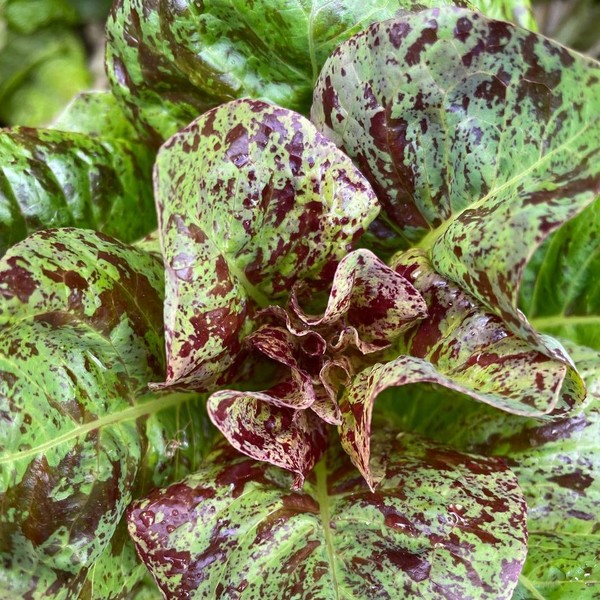 Lechuga Pecosa - pecosa.jpeg