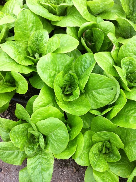 Lechuga Costina - costina.jpeg