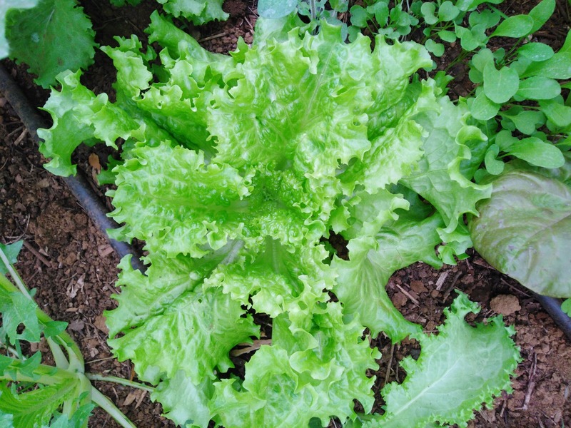 Lechuga Gran Rápida - granrapida.jpeg