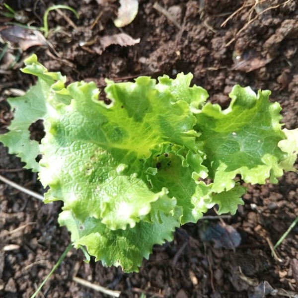 Lechuga Marina - lechuga marina.jpeg