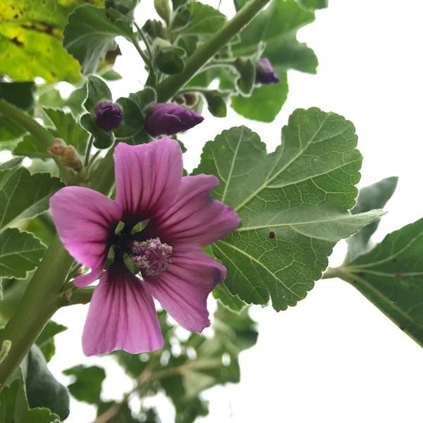 Malva Gigante - malva-gigante2.jpeg