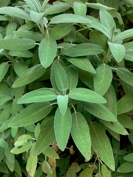 Salvia - salvia.jpeg
