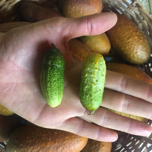Pepinillo - pepino-pickle-GQ.jpeg