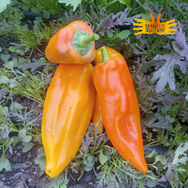 Pimiento Amarillo corno di Toro - CDT5.png