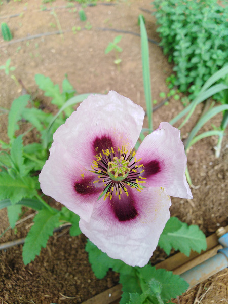 Amapola Lila - AL-CE-23-1.jpg