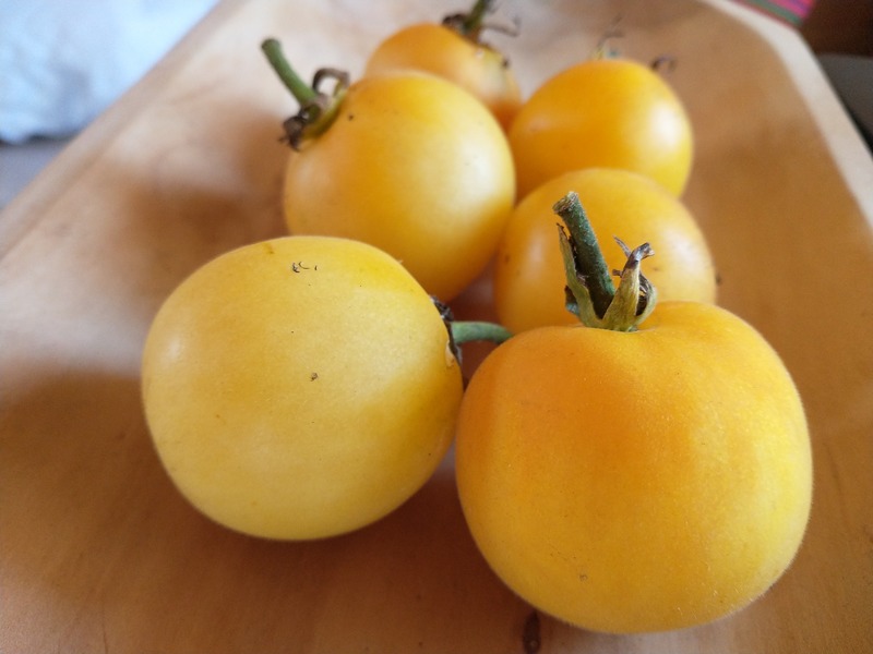 Tomate Amarillo Piel De Durazno - amarillo piel durazno.jpg