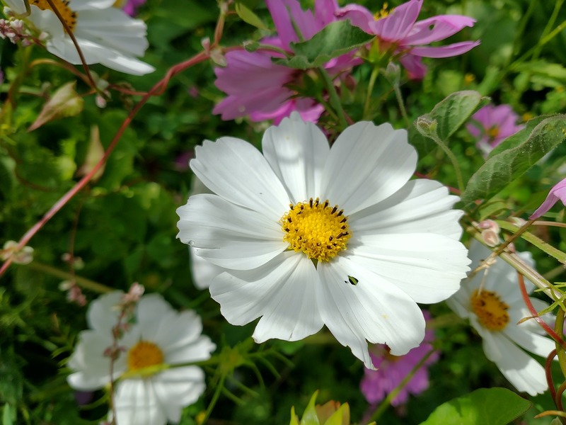 Cosmos Mix - cosmos2.jpg