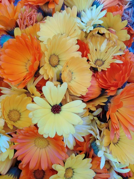 Caléndula Mix - calendula quihua.jpg