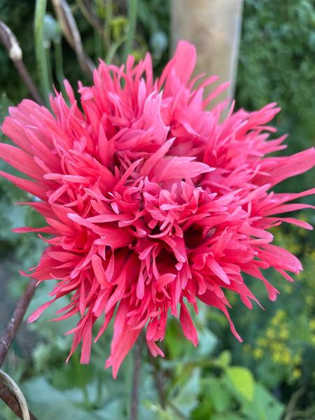 Amapola Chascona Grande - achascona.jpg