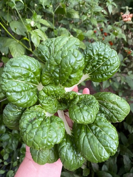 Tatsoi - tatsoi CM.jpg