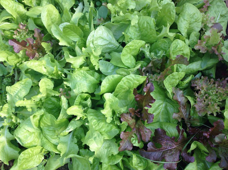 Lechuga Mix - lechuga mix vv.jpg