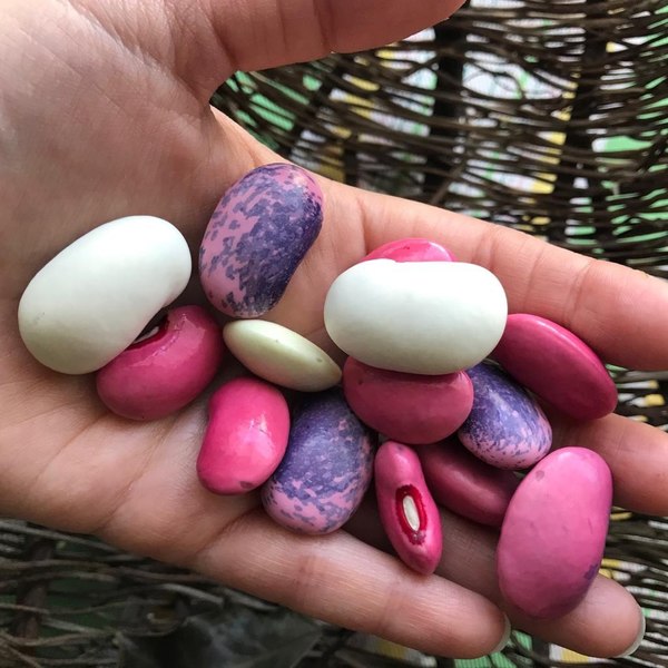 Poroto Pallar Mix - pallares dea.jpg