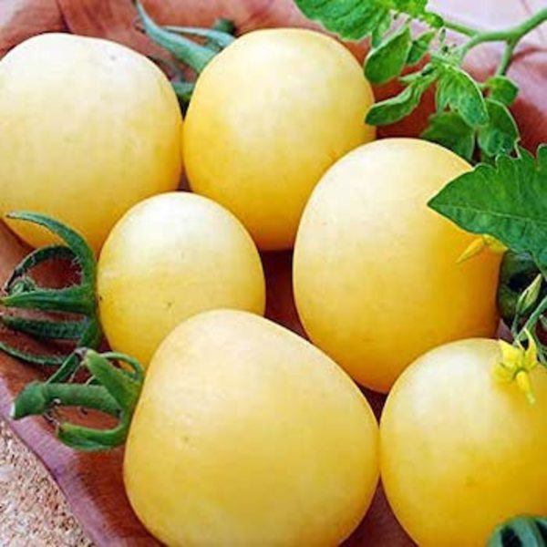 Tomate Wepsi - Tomate Wepsi.jpg