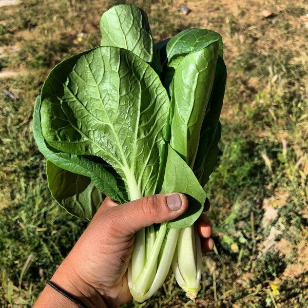 Pak Choy - BOK CHOI tb.jpg