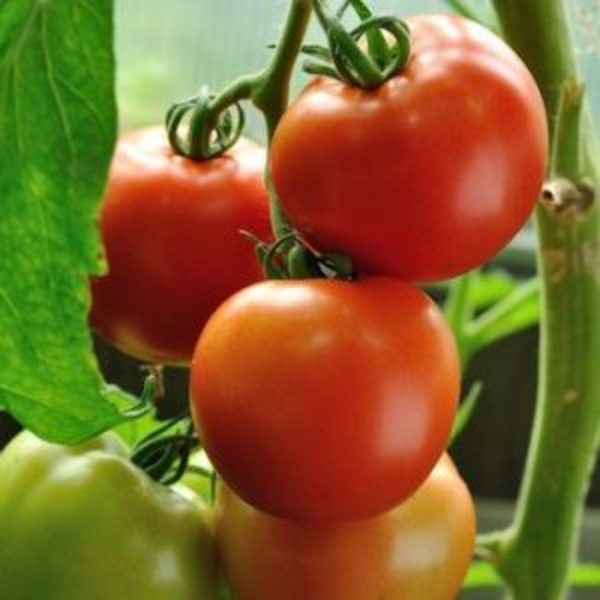 Tomate Money Maker - Tomate Money Maker.jpg