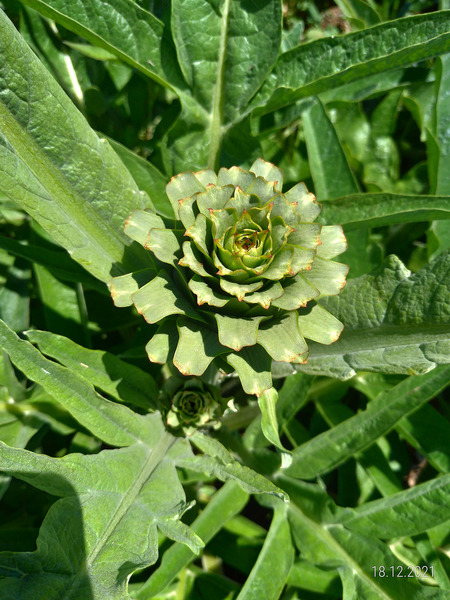Alcachofa - 1alcachofa.jpg