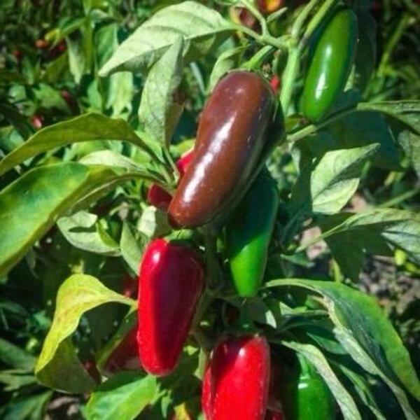 Ají Jalapeño - 1ref jalapeño tb.jpg
