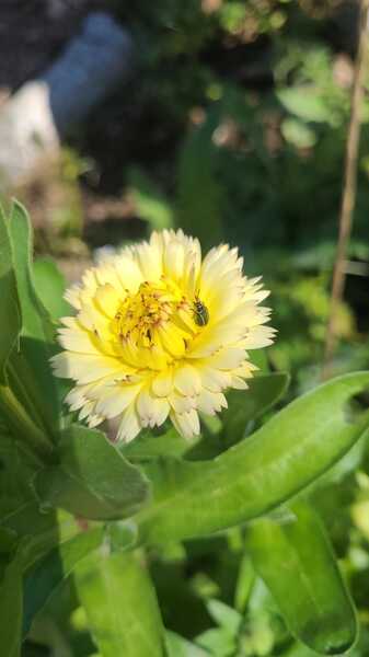 Caléndula Nieve (Snow Princess) - calendula nieve 5 CS 2024.jpg