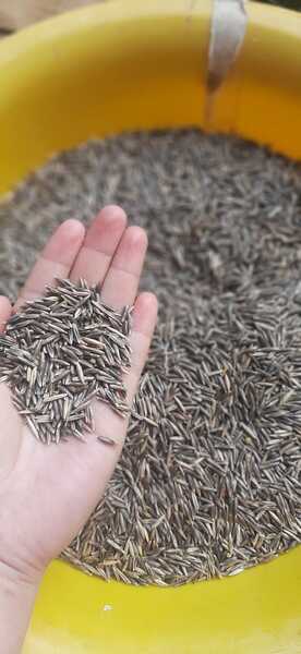 Avena strigosa (Avena Negra) - avena strigosa GJ 2024.jpeg