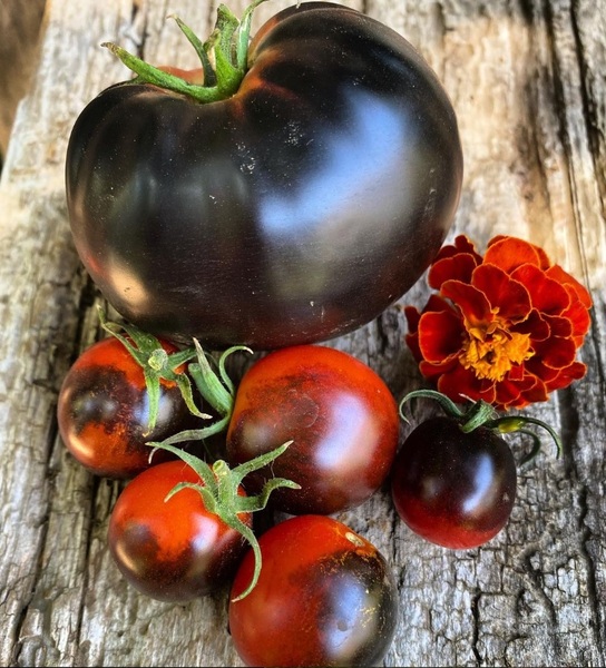 Tomate Bocadito Nocturno (Midnight Snack) - midnight snack CM 2024.jpg